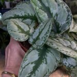 Scindapsus Kalimantan #1