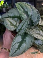 Scindapsus Kalimantan #1