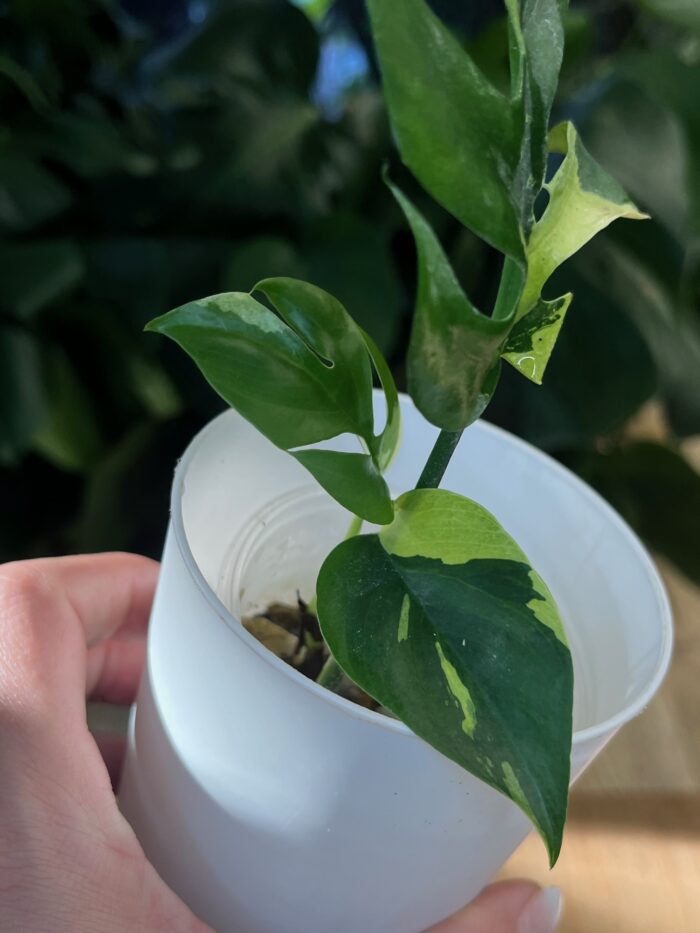 Rhaphidophora tetrasperma variegata/ monstera minima variegata #1 - obrazek 4