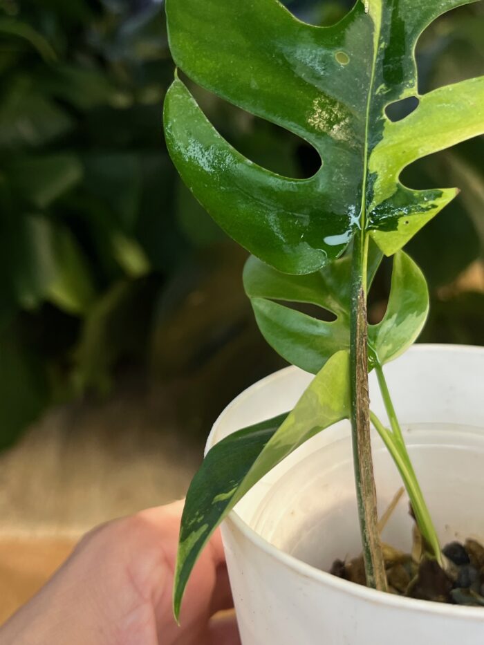 Rhaphidophora tetrasperma variegata/ monstera minima variegata #1 - obrazek 3