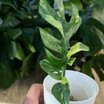 Rhaphidophora tetrasperma variegata/ monstera minima variegata #1