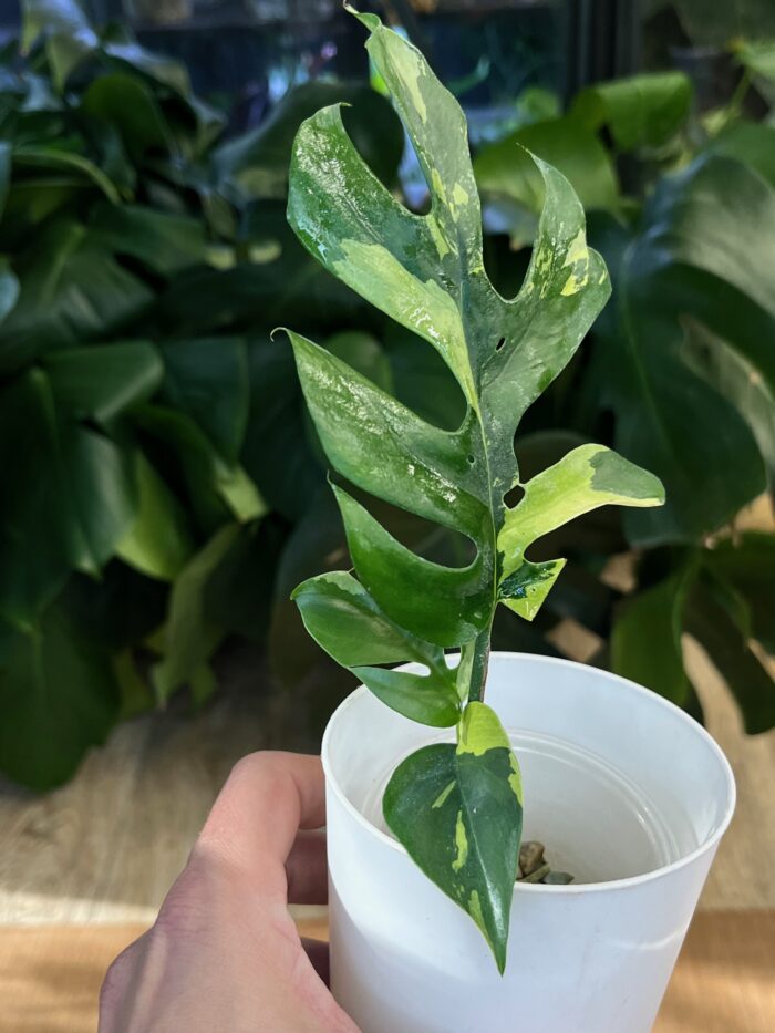 Rhaphidophora tetrasperma variegata/ monstera minima variegata #1 - obrazek 2