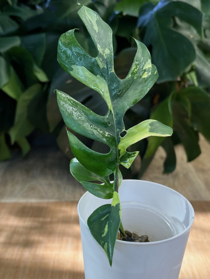 Rhaphidophora tetrasperma variegata/ monstera minima variegata #1 - obrazek 5