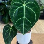 Anthurium crystallinum x regale #1