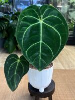 Anthurium crystallinum x regale #1