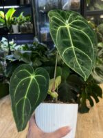 Anthurium crystallinum x regale #1 - obrazek 2