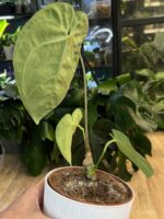 Anthurium crystallinum x regale #1 - obrazek 3