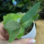 Platycerium willinckii cv. Little Lanna#1