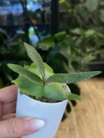 P.willinckii ’Nano’ spore 09 P.willinckii 'Nano' spore 09 Platycerium willinckii 'Nano