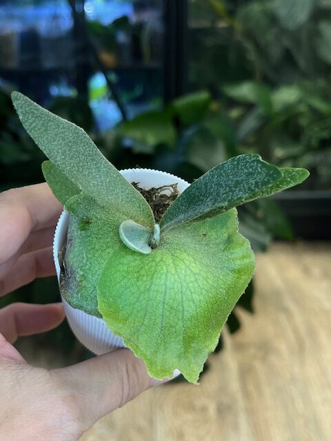 Platycerium willinckii cv. Little Lanna#1 – VarieGarden