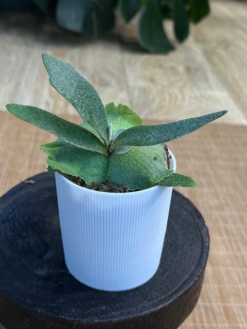 P.willinckii ’Nano’ spore 09 P.willinckii 'Nano' spore 09 Platycerium willinckii 'Nano