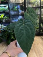 Anthurium Fort Sherman x Papillilaminum #1 - obrazek 3