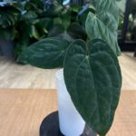 Anthurium Fort Sherman x Papillilaminum #1