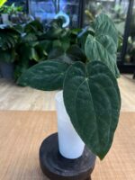 Anthurium Fort Sherman x Papillilaminum #1