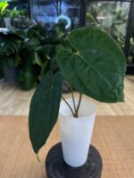 Anthurium Fort Sherman x Papillilaminum #1 - obrazek 4