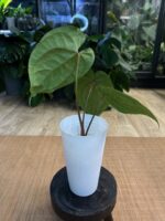 Anthurium Fort Sherman x Papillilaminum #1 - obrazek 5