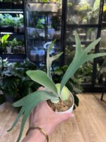 Platycerium veitchii wild x willinckii ‚South Pole Star’ #1 - obrazek 6
