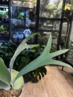 Platycerium veitchii wild x willinckii ‚South Pole Star’ #1 - obrazek 5