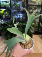 Platycerium veitchii wild x willinckii ‚South Pole Star’ #1 - obrazek 4
