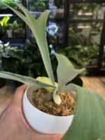 Platycerium veitchii wild x willinckii ‚South Pole Star’ #1 - obrazek 3