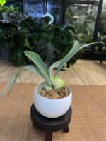 Platycerium veitchii wild x willinckii ‚South Pole Star’ #1 - obrazek 2