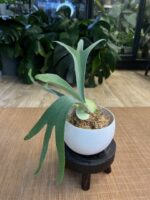 Platycerium veitchii wild x willinckii ‚South Pole Star’ #1