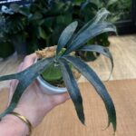 Platycerium Mt. Lewis Thin Dwarf ‘Little Kitty’ #1