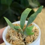 Platycerium willinckii ‘Jade Girl’ #1