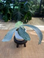 Platycerium Omo 'White Lover' #1 - obrazek 5