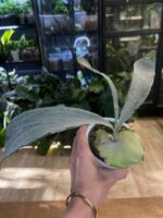 Platycerium Omo 'White Lover' #1 - obrazek 4
