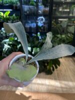 Platycerium Omo 'White Lover' #1