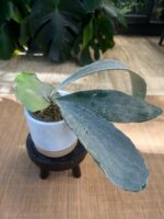 Platycerium Omo 'White Lover' #1 - obrazek 2
