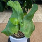 Platycerium stemaria #1