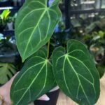 Anthurium Papillilaminum x Magnificum #2