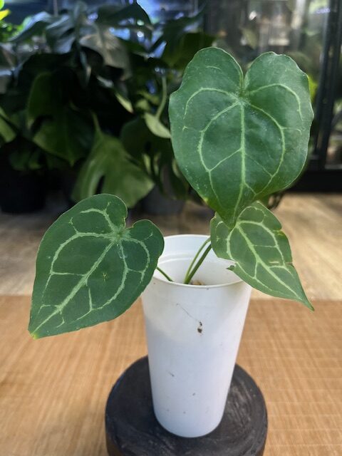 IMG_7647 (1) Anthurium NOID #1 - obrazek 1