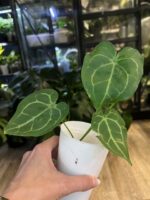 Anthurium NOID #1 - obrazek 2