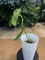 Anthurium NOID #1 - obrazek 4