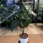 Alocasia Longiloba ‘Purple Vein #1