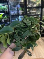 Marcgravia sintenisii - obrazek 3