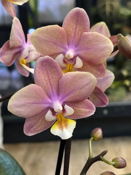 Phalaenopsis Amorion