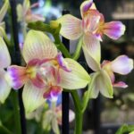 Phalaenopsis I-Hsin Venus peloric