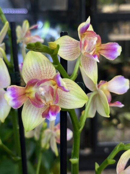Phalaenopsis I-Hsin Venus peloric