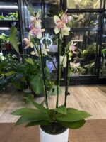 Phalaenopsis I-Hsin Venus ‘Peloric’ / storczyk intensywnie pachnący - obrazek 2