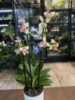 Phalaenopsis I-Hsin Venus ‘Peloric’ / storczyk intensywnie pachnący - obrazek 3
