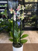 Phalaenopsis I-Hsin Venus ‘Peloric’ / storczyk intensywnie pachnący - obrazek 4