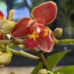 Phalaenopsis Peloric 3 Lips / storczyk intensywnie pachnący