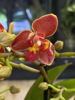 Phalaenopsis Peloric 3 Lips / storczyk intensywnie pachnący