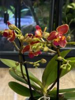 Phalaenopsis Peloric 3 Lips / storczyk intensywnie pachnący - obrazek 3