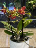 Phalaenopsis Peloric 3 Lips / storczyk intensywnie pachnący - obrazek 2