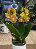 Phalaenopsis Indian Summer / storczyk - obrazek 6